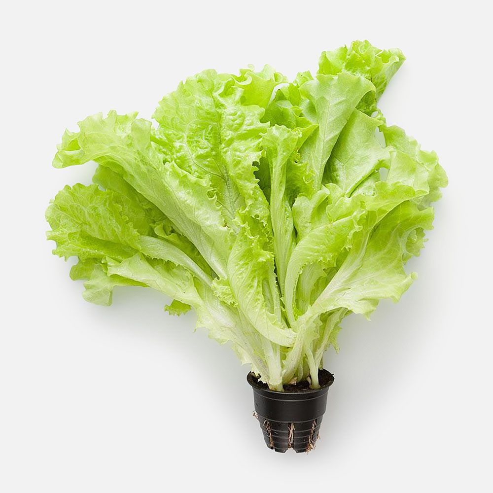 Изображение товара Свежий салат в горшочке 1 шт. нежный вкус и длительный срок хранения